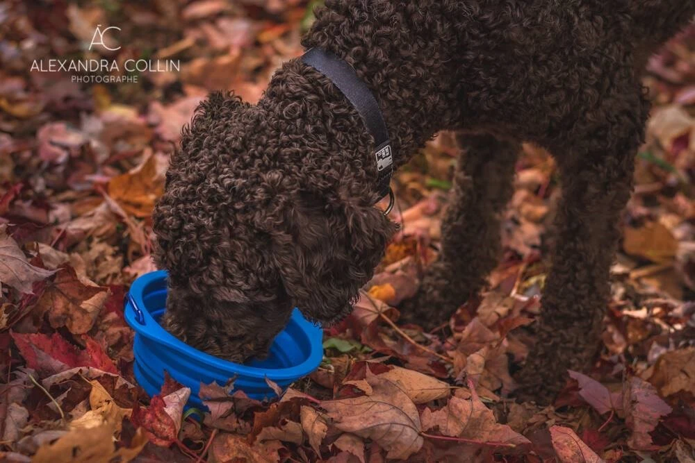 Bol Rétractable GUS en Silicone de 500ml pour Chien - Le Chien Blanc Bol Rétractable GUS En Silicone De 500ml Pour Chien - Le Chien Blanc -Animobouffe Magasin 50558 2 optimize