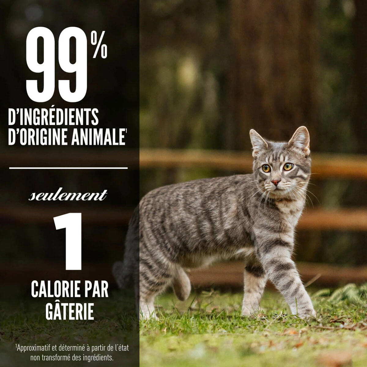 Gâterie lyophilisé Six Fish pour chats - ORIJEN Gâterie Lyophilisé Six Fish Pour Chats - ORIJEN -Animobouffe Magasin ORIJEN Freeze Dried Six Fish Cat Treat Feature Canada French optimize