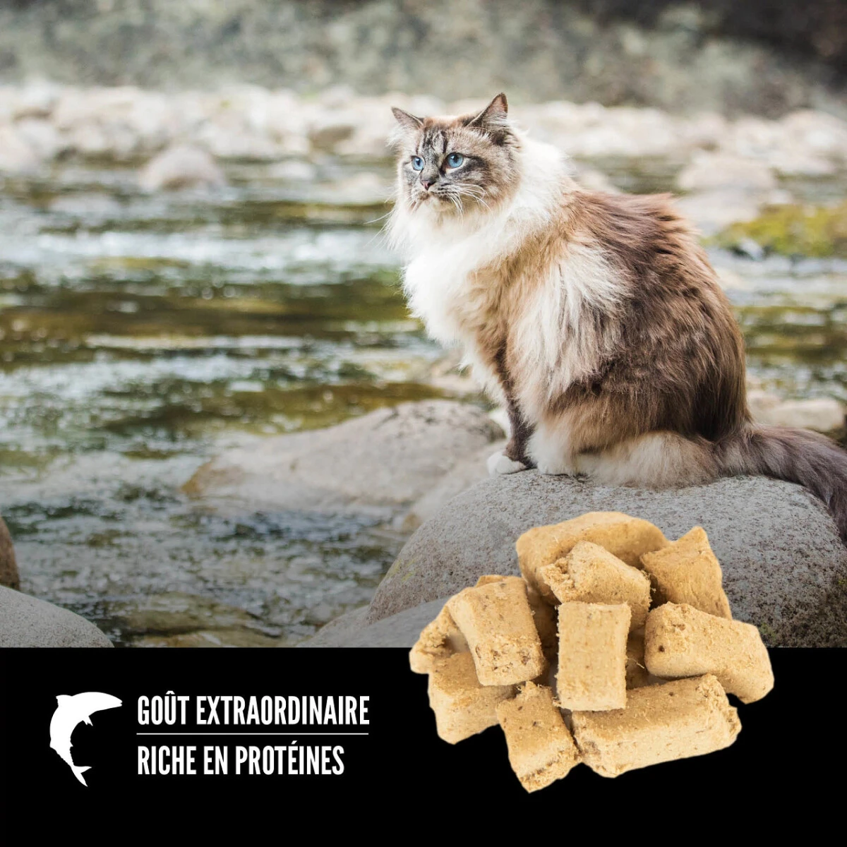 Gâterie lyophilisé Six Fish pour chats - ORIJEN Gâterie Lyophilisé Six Fish Pour Chats - ORIJEN -Animobouffe Magasin ORIJEN Freeze Dried Six Fish Cat Treat Shape Canada French optimize