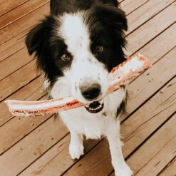 Os De Côte De Boeuf Cru Pour Chiens - Faim Museau -Animobouffe Magasin fm500 5 optimize