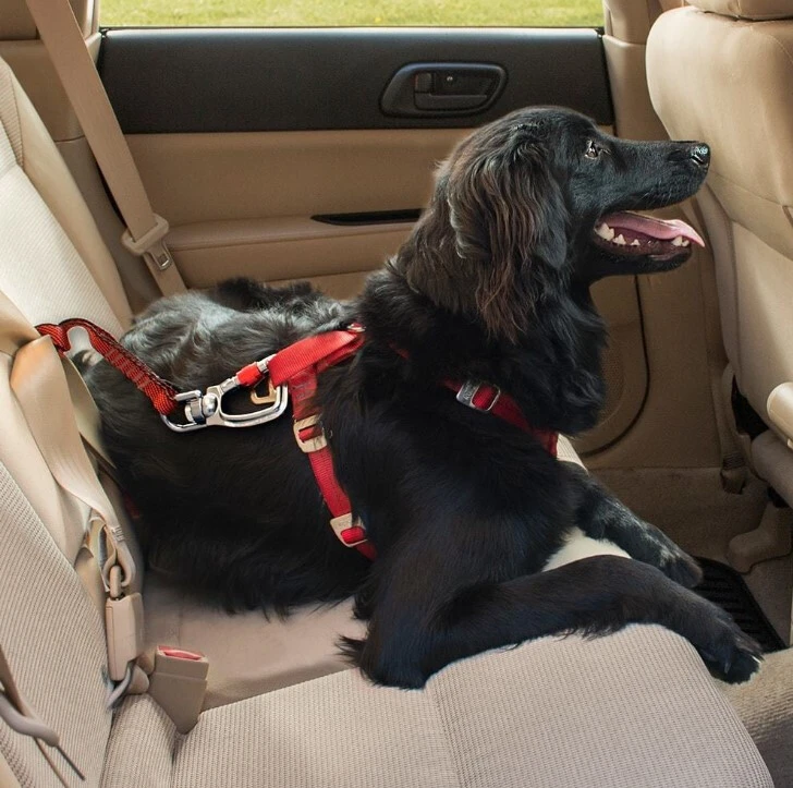 Attache Pivotante de Voiture pour Chiens - Kurgo Attache Pivotante De Voiture Pour Chiens - Kurgo -Animobouffe Magasin ga54534 2 optimize